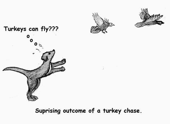 turkey chase
